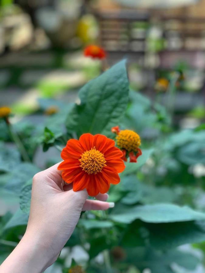 Cherry Garden Homestay 会安 外观 照片