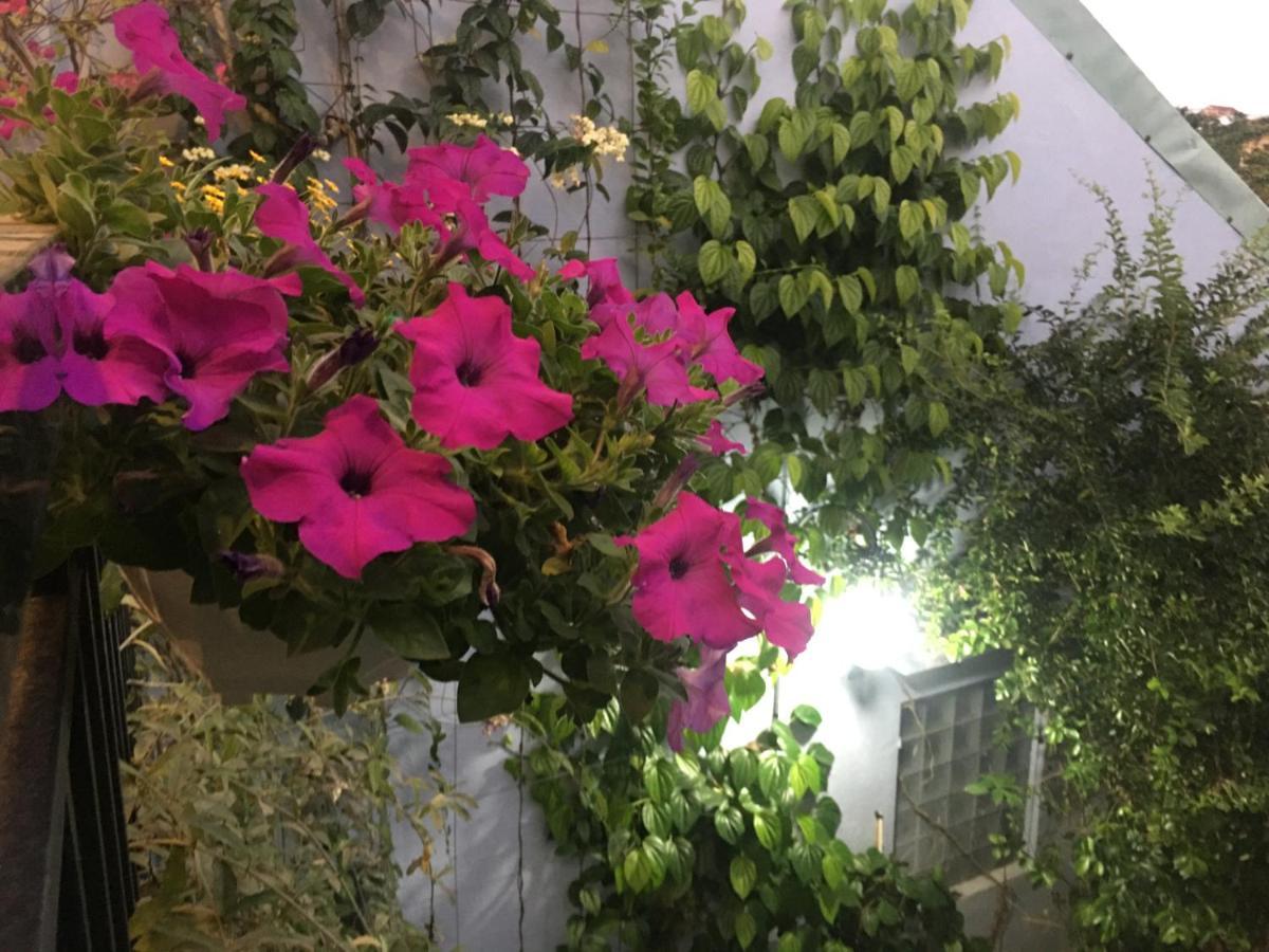 Cherry Garden Homestay 会安 外观 照片