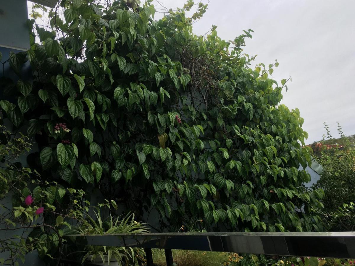 Cherry Garden Homestay 会安 外观 照片