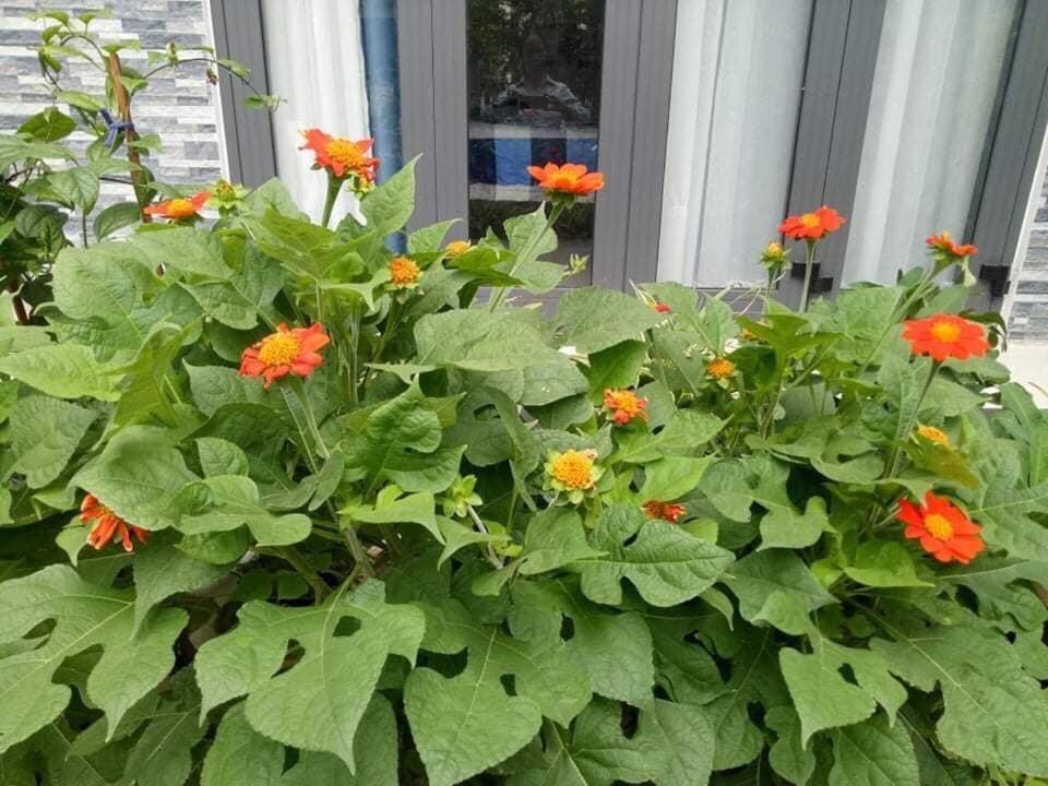 Cherry Garden Homestay 会安 外观 照片