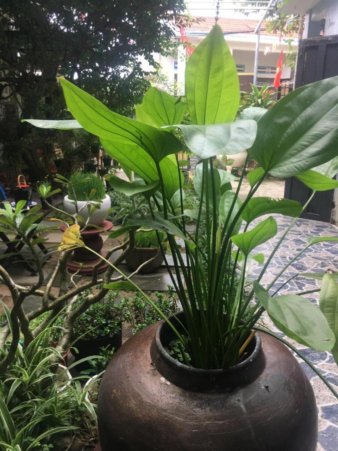 Cherry Garden Homestay 会安 外观 照片