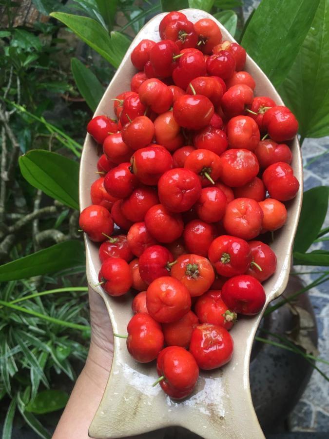Cherry Garden Homestay 会安 外观 照片